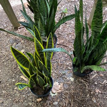Green Acres Nursery - Nurseries & Gardening Near Me - Apopka, Florida