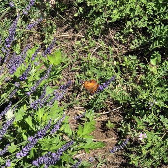 Lavender Pond Farm - Butterfly in the lavender - Flowers & Gifts Near Me - Killingworth, Connecticut Lavender Pond Farm - Butterfly in the lavender - Flowers & Gifts Near Me - Killingworth, Connecticut