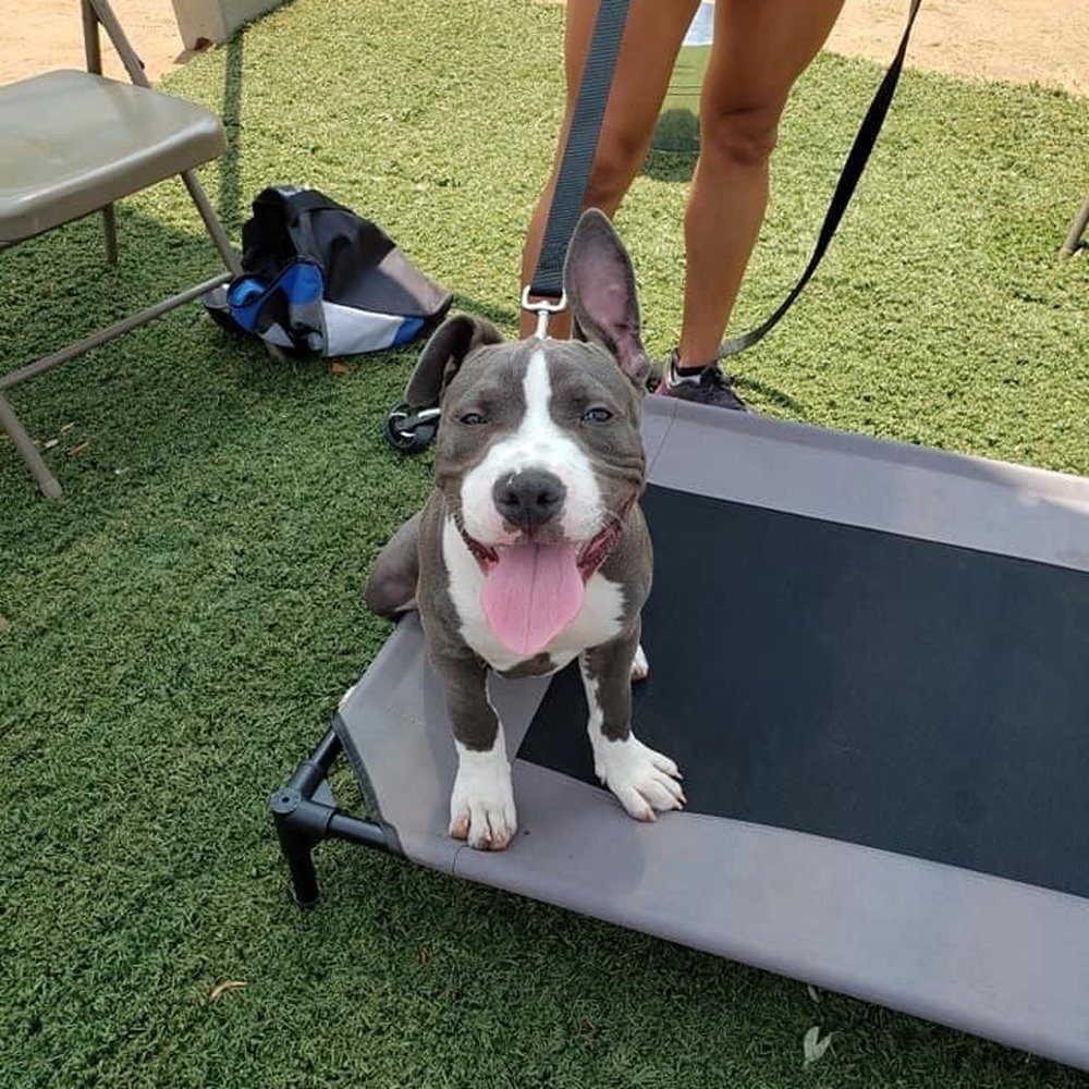 Diamond Dogs - Pet Training Near Me Diamond Dogs - Pet Training Near Me
