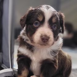 Arizona Mini Aussies