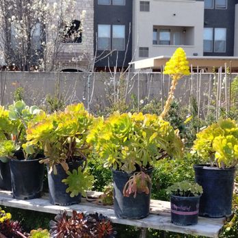 El Rancho Nursery - Nurseries & Gardening Near Me - Vacaville, California