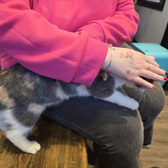 Whisker Station - You're not allowed to hold the cats, this one happened to climb on my daughter's lap for a brief minute. - Pet Adoption Near Me - Kirkwood, Missouri