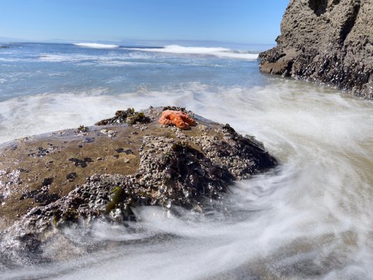 Lighthouse Field State Beach by null