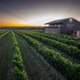 Photo of Uplift Vineyard