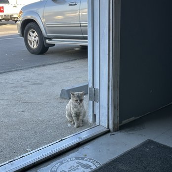 C & J Paint and Body - Shop cat peeking in while my sequoia was worked on. 8-30-24 - Body Shops Near Me - Oxnard, California