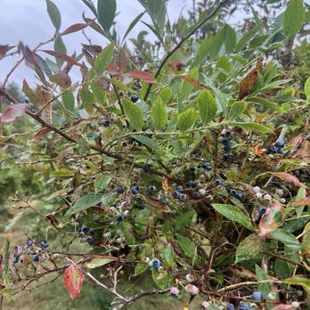 Charlotte's Blueberry Park - Pick Your Own Farms Near Me - Tacoma, Washington Charlotte's Blueberry Park - Pick Your Own Farms Near Me - Tacoma, Washington