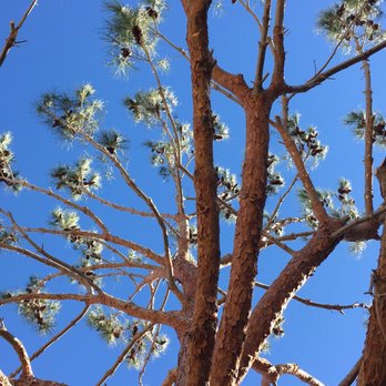 Fernando's Tree Services - Tree Services Near Me - San Bernardino, California Fernando's Tree Services - Tree Services Near Me - San Bernardino, California