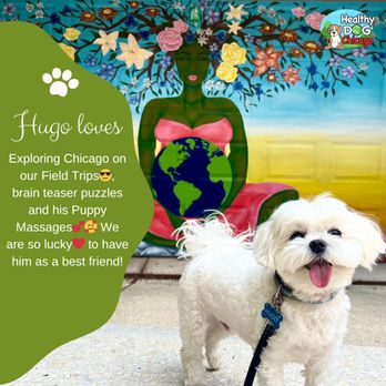 Healthy Dog Chicago - Pet Sitting Near Me Healthy Dog Chicago - Pet Sitting Near Me