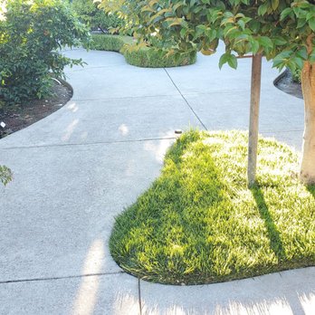 D3 Studio - No more algae spot under the shaded parts of the tree. Love the finish of newly cleaned cement. - Decks & Railing Near Me