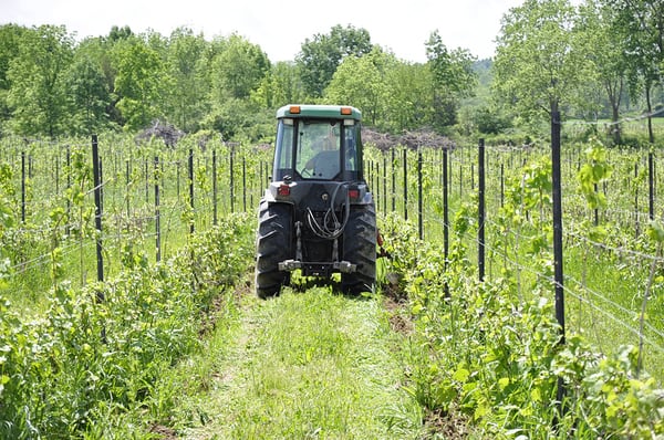 Hermann J. Wiemer Vineyard by null