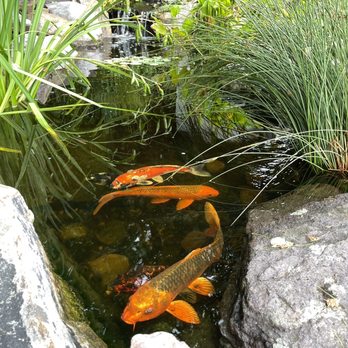 Virginia Water Gardens - Koi - Nurseries & Gardening Near Me - Fredericksburg, Virginia Virginia Water Gardens - Koi - Nurseries & Gardening Near Me - Fredericksburg, Virginia