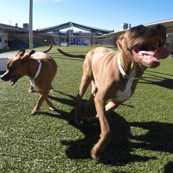 Pet Paradise Houston Hobby - Our boys, Murphy & Doyle enjoying playtime! - Pet Training Near Me - Houston, Texas Pet Paradise Houston Hobby - Our boys, Murphy & Doyle enjoying playtime! - Pet Training Near Me - Houston, Texas