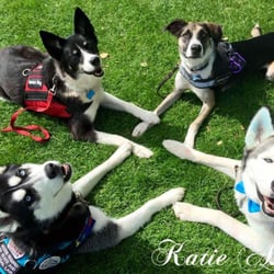 Legendary Service Dogs
