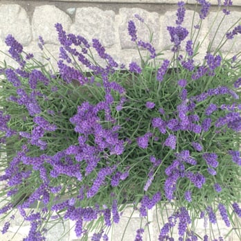 Fiol Blomster - Florists Near Me - Copenhagen, 84 Fiol Blomster - Florists Near Me - Copenhagen, 84