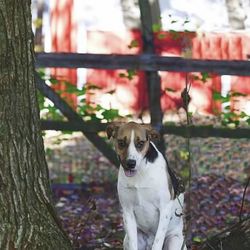 Trusted Journey Pet Memorial Services - Byron Center - Our forever best buddy, Plato