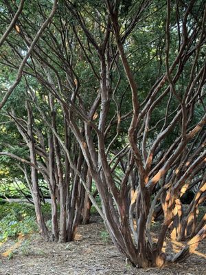 Jardin botanique de Montréal by null