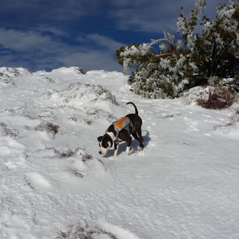 Baldy Bowl Trail - Sammy playing in the snow near Mt Baldy's peak at 10,064 feet - Hiking Near Me - Mount Baldy, California