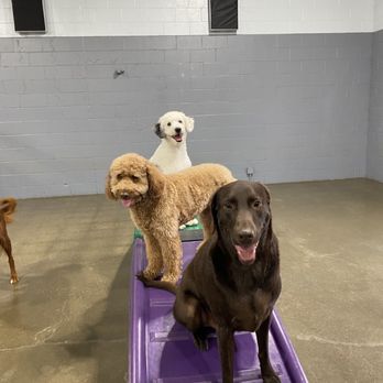 Camp Bow Wow Carmel - Pet Training Near Me - Carmel, Indiana