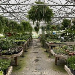 Lapp's Greenhouse - Houseplants and Indoor Greenery