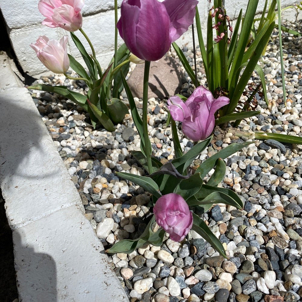 Planted flowers and everything with love!!