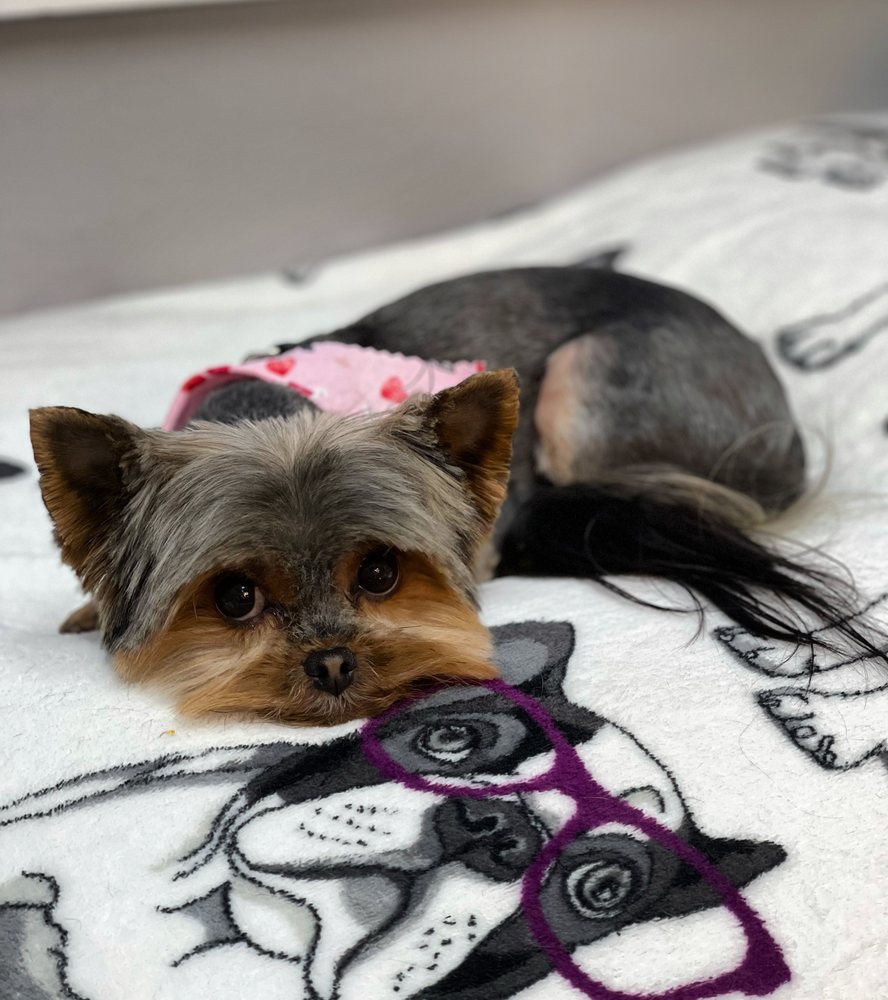 JENNAS PET GROOMING Updated August 2024 416 E Main St, Auburn