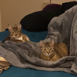 Southampton Animal Shelter Foundation