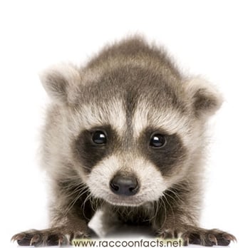 Tacos El Mapache III - a baby raccoon - Mexican Near Me - Houston, Texas Tacos El Mapache III - a baby raccoon - Mexican Near Me - Houston, Texas