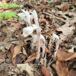 Wildwood Preserve Metropark