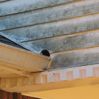 Holders Pest & Wildlife Services - chew hold in siding - Pest Control Near Me - Hoschton, Georgia Holders Pest & Wildlife Services - chew hold in siding - Pest Control Near Me - Hoschton, Georgia