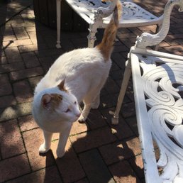 Found a friendly cat in the garden Found a friendly cat in the garden