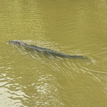 Louisiana Tour - Alligator - Tours Near Me - Marrero, Louisiana Louisiana Tour - Alligator - Tours Near Me - Marrero, Louisiana