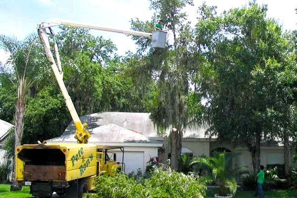 Pete and Rons Tree Service - tree service in Tampa, FL