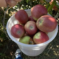 Hilda's Beautiful U-Pick - Picked apples in provided bucket