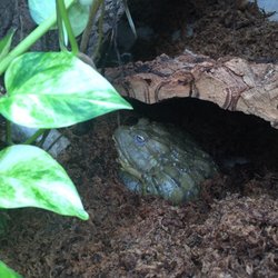 Krokodille Zoo
