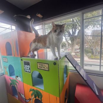 The Cats' Inn - Jaggy loves his vacation. - Pet Groomers Near Me - Belmont, California The Cats' Inn - Jaggy loves his vacation. - Pet Groomers Near Me - Belmont, California