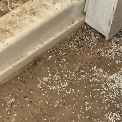 Acacia Riding Adventures - Rodent feces in bathroom