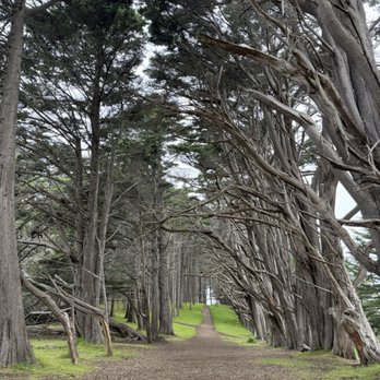 Seal Cove Cypress Tree Tunnel - Hiking Near Me - Moss Beach, California Seal Cove Cypress Tree Tunnel - Hiking Near Me - Moss Beach, California