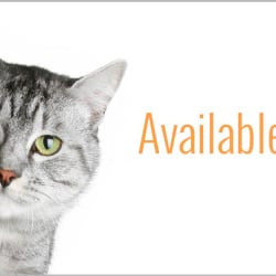 Rockwall Adoption Center - View our available cats at http://rockwalladoptions.com/our-pets/available-cats/