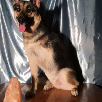 88 Pet Spa - Goose my tripod modeling Miquael's grooming. - Pet Groomers Near Me - Reseda , California