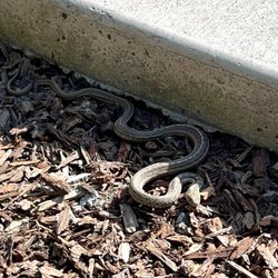 Sunnyside Park - First time seeing a snake in town