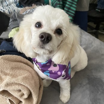 Viva La Pooch - Pet Groomers Near Me - Mission Viejo, California Viva La Pooch - Pet Groomers Near Me - Mission Viejo, California