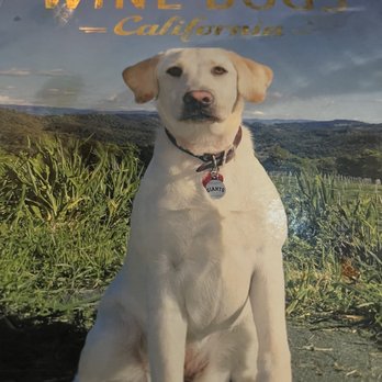 Vinoce - This is their winery dog who made the front cover of this photography coffee table hardcover book - Wine Bars Near Me - Napa, California