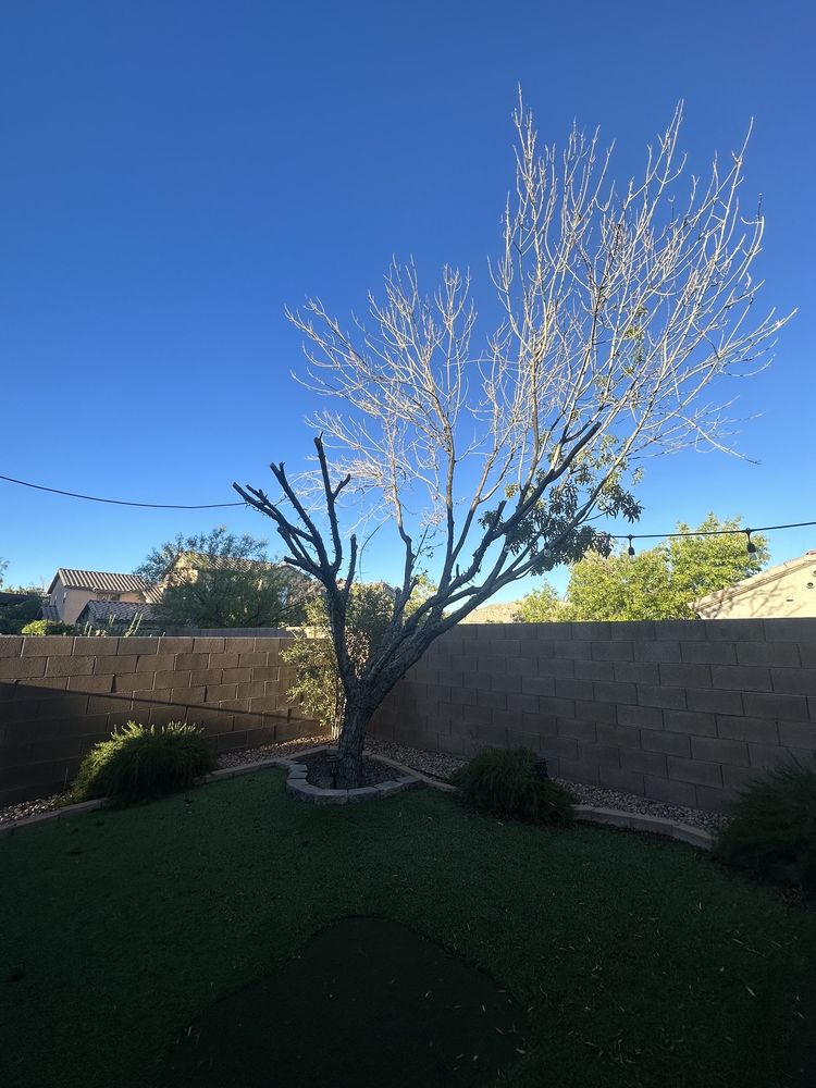 Ron's Tree Service - tree service in Las Vegas, NV