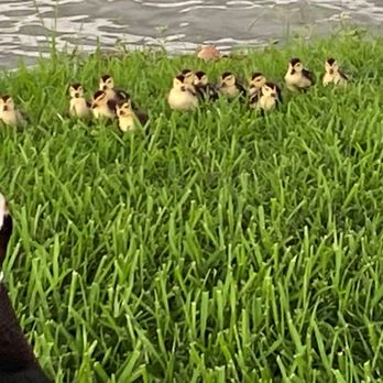 Brooks Lake - 12 chicks and their Mama - Lakes Near Me - Sugar Land, Texas Brooks Lake - 12 chicks and their Mama - Lakes Near Me - Sugar Land, Texas