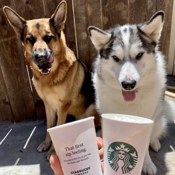 Starbucks - My dogs, Brownie and Oreo, getting puppaccinos - Coffee & Tea Near Me - San Leandro, California Starbucks - My dogs, Brownie and Oreo, getting puppaccinos - Coffee & Tea Near Me - San Leandro, California