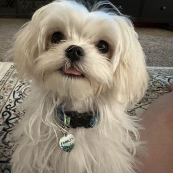 Maltese Angel Babies - Pet Breeders Near Me Maltese Angel Babies - Pet Breeders Near Me