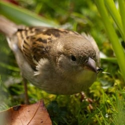 Gibble :: Picture of the Day :: Die Fotocommunity im Norden