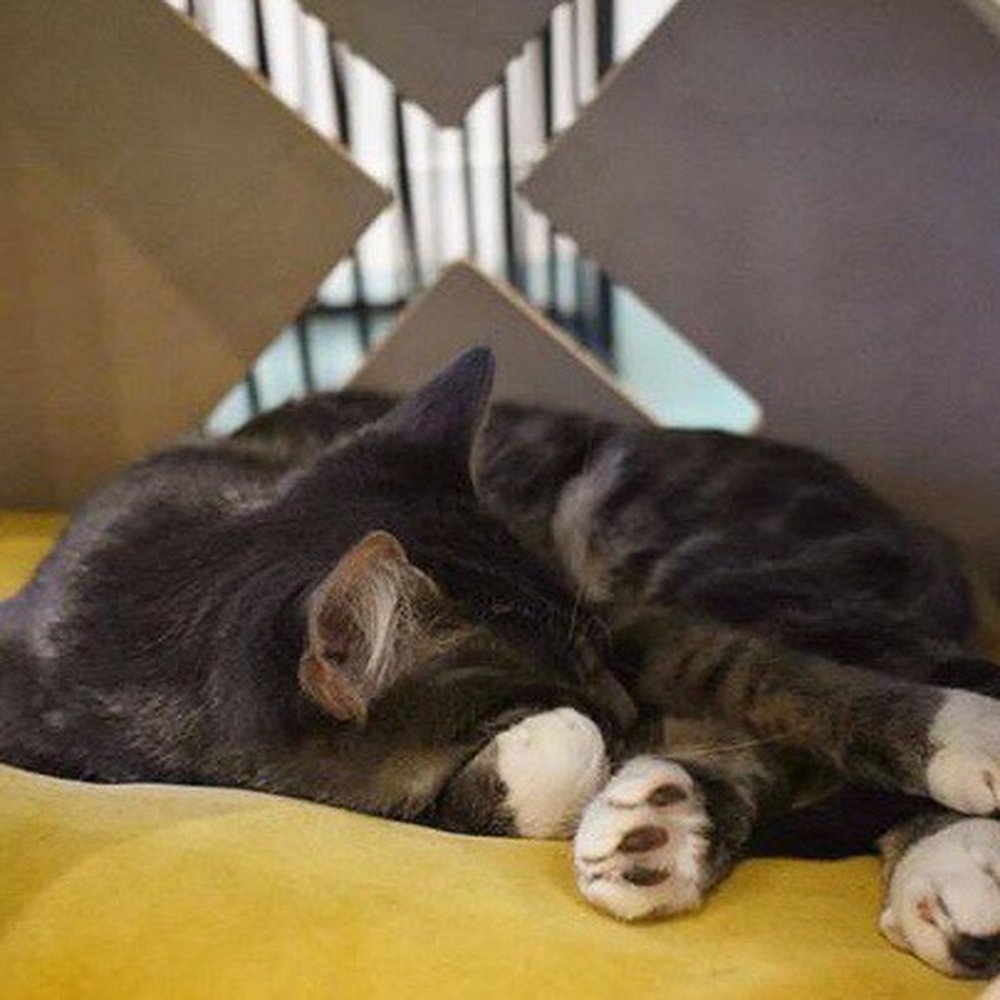 Regal Cat Cafe - Coffee & Tea Near Me - Calgary, Alberta Regal Cat Cafe - Coffee & Tea Near Me - Calgary, Alberta