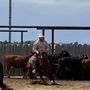 Photo of Talbert Performance Horses