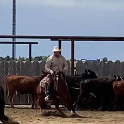 Talbert Performance Horses